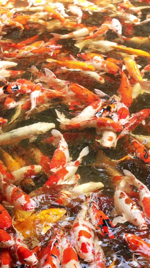 Vertical video of Fancy carp fish Stock Footage 219837059
