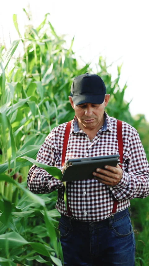Vertical Video of Farmer agronomist in corn field. Ecoculture farm. Senior Stock Footage 304036454