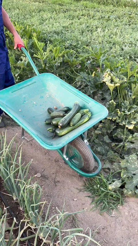 Vertical video of a farmer working in the garden, growing vegetables, veget.. Video stock 258947174
