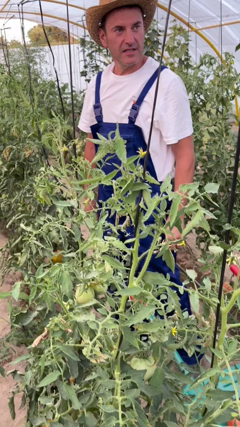 Vertical video of a farmer working in the garden, growing vegetables, veget.. Video stock 258947314