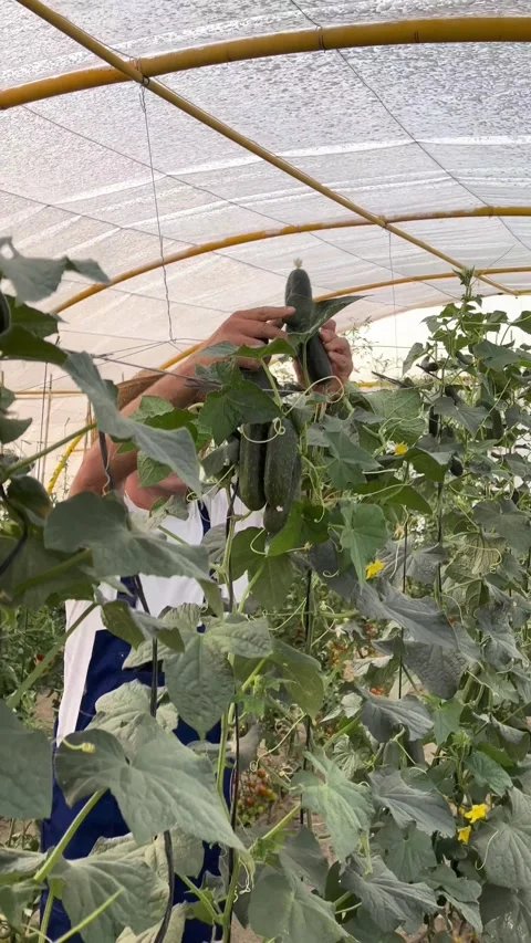 Vertical video of a farmer working in the garden, growing vegetables, veget.. Video stock 258947368