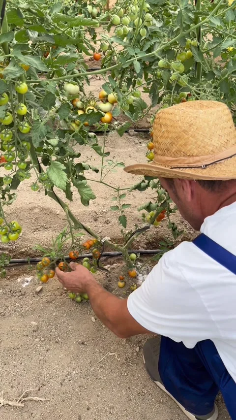 Vertical video of a farmer working in the garden, growing vegetables, veget.. Stock Footage 258947396