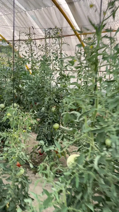 Vertical video of a farmer working in the garden, growing vegetables, veget.. Stock Footage 258947417