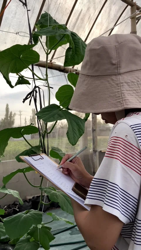 Vertical Video Of Farmer Writing Data On Clipboard In Greenhouse. Stock Footage 348222015