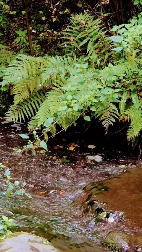 Vertical Video. Fast flowing stream water. Stock Footage 160078173