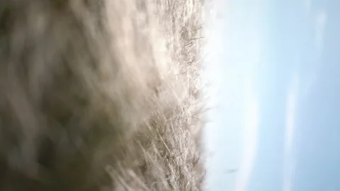 Vertical video. feather grass develops in the wind. Stock Footage 133123979