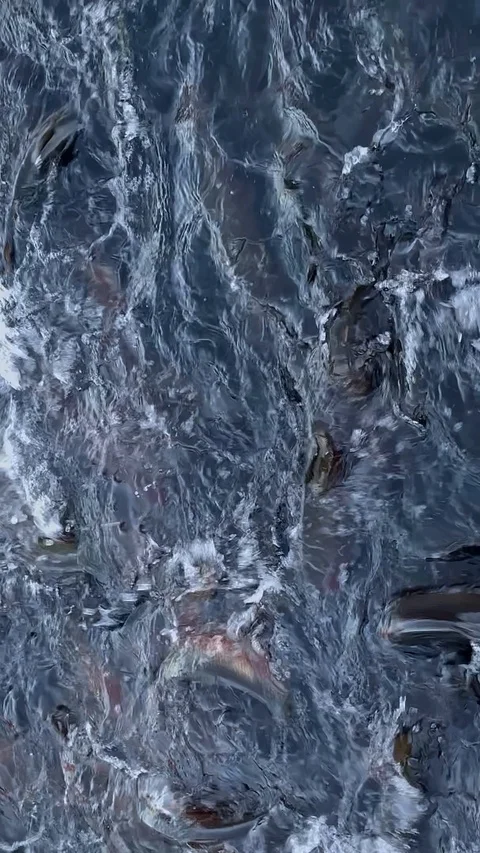 Vertical video. feeding a group of big sturgeon fishes swimming in pond and Stock Footage 123080849