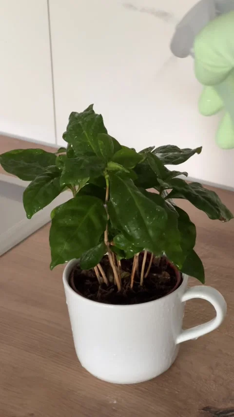 Vertical video of a female hand spraying a potted coffee plant with a spray Stock Footage 308930367