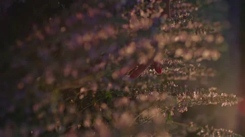 Vertical video of female hand touching flowers in the field 스톡 동영상 258197813