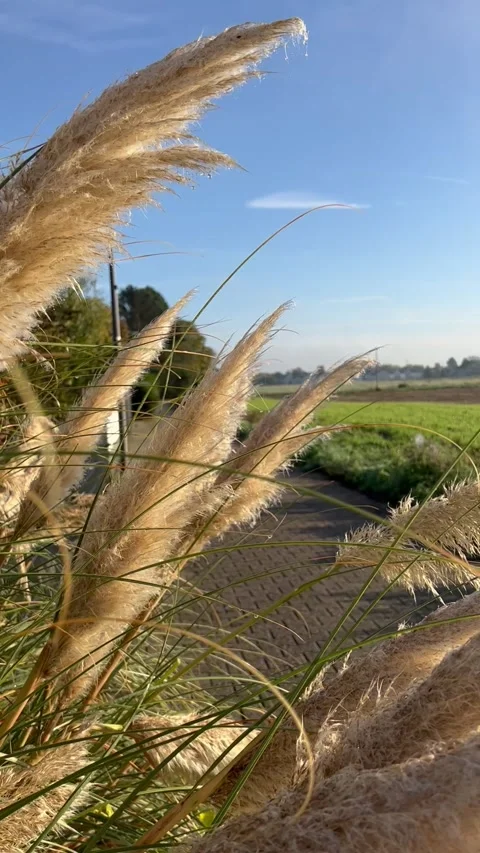 Vertical video Field Grass Sun Stock Footage 264490438