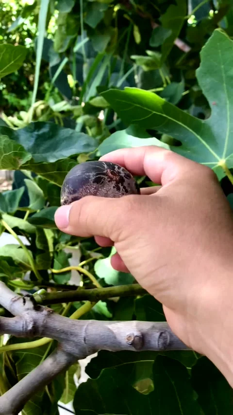 Vertical Video of fig on green plant with copy space background Stock Footage 214617737