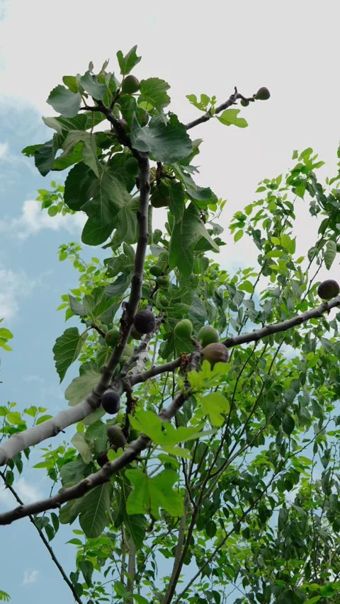 Vertical video, Fig tree with several fig fruits growing on its branches Stock Footage 280632520