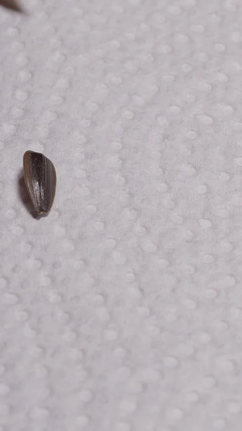 Vertical video. Fingertips Place Striped Sunflower Seeds on White Paper Towel, M Stock Footage 341415492