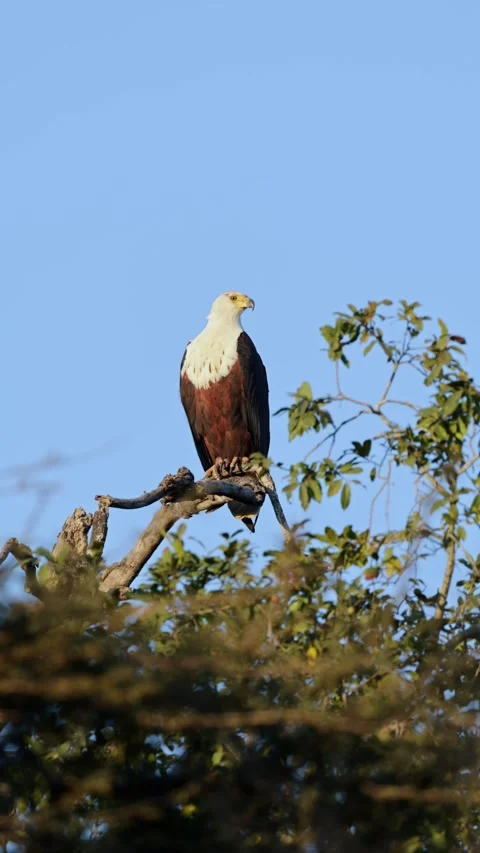Vertical video, a fish eagle perched in a dead tree Stock Footage 340147916