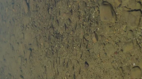 Vertical video fish in a mountain river playing school of fish Stock Footage 246957695