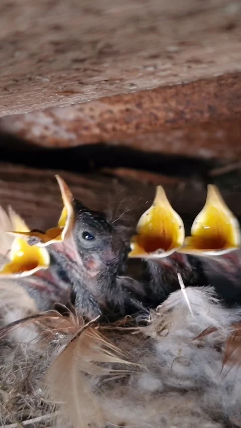 Vertical video. Five chicks with open mouths wait in the nest for to bring them Video stock 309794816