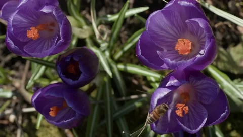 Vertical video. Five purple crocuses on which honeybees fly. Video stock 237145727