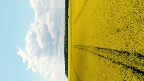 Vertical video. Flight along a blooming rapeseed field. Video stock 234212043