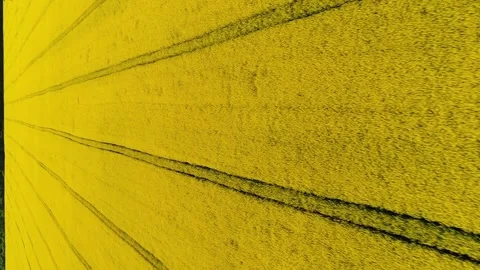 Vertical video. Flight along a blooming rapeseed field. Video stock 234212087