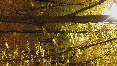 Vertical video. Flight among the trees of the autumn forest. Stock-Footage 218197805