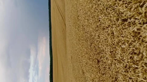 Vertical video. Flight over ripe grain field. The ripening of wheat spikelets. Vídeos de archivo 260345476
