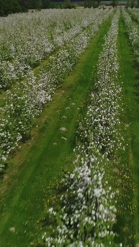 Vertical video. Flight over rows of blooming apple trees in the spring season. Stock Footage 274062490