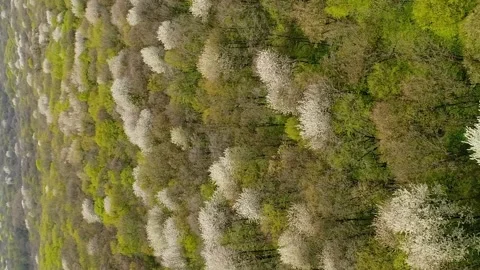 Vertical video. Flight over the spring Ukrainian forest. Forest cherries are Video stock 237369505