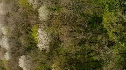 Vertical video. Flight over the spring Ukrainian forest in April. Forest Video stock 237369560