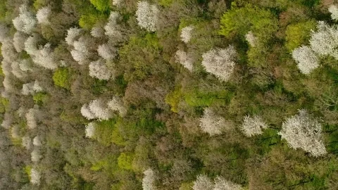 Vertical video. Flight over the spring Ukrainian forest in April. Forest Video stock 267570026