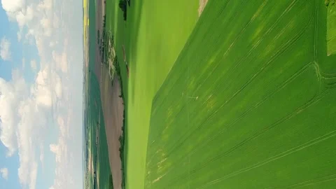Vertical video. Flight over spring light green fields with wheat. Stock Footage 277681232