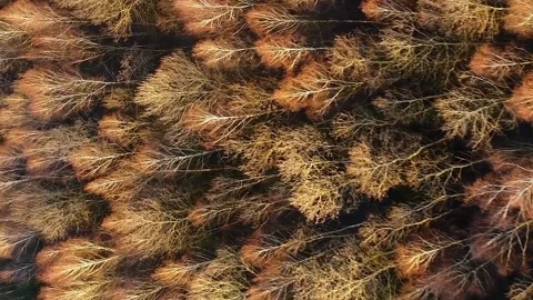 Vertical video. Flight over the tops of spring trees of the Ukrainian forest. Video stock 237369628