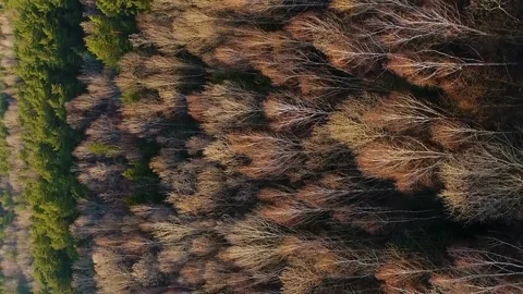 Vertical video. Flight over the tops of spring trees of the Ukrainian forest. Video stock 237369667
