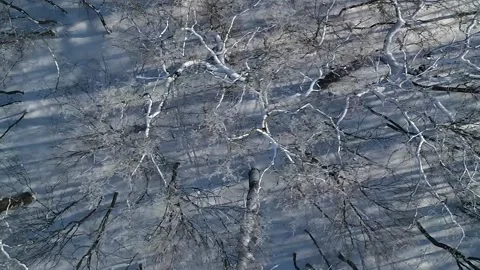 Vertical video. Flight over the trees of the winter sunny forest. Video stock 220133448