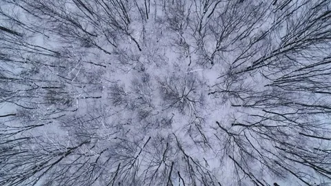 Vertical video. Flight over the winter forest in the mountains. Bare trees. Video stock 289777544