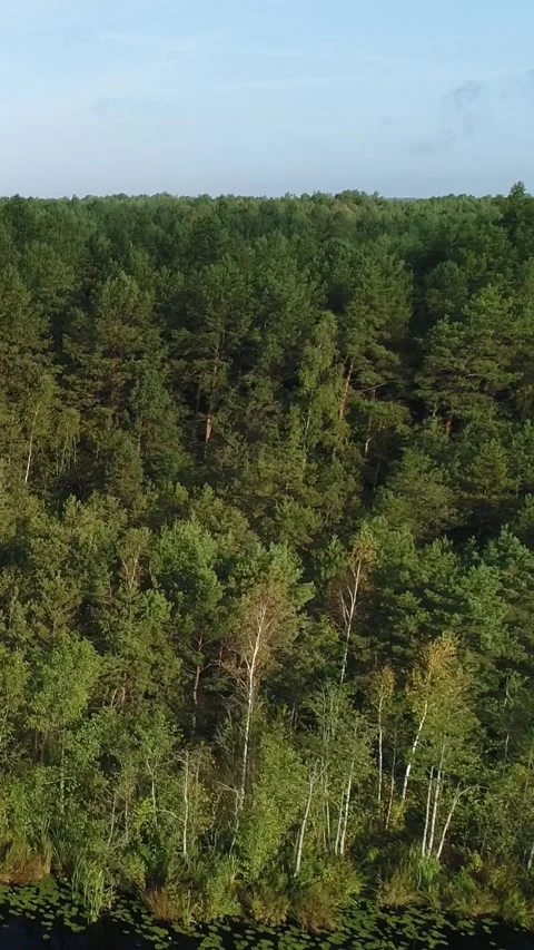 Vertical video. Flight to the wild shore of the lake in the middle of the forest Video stock 291407360