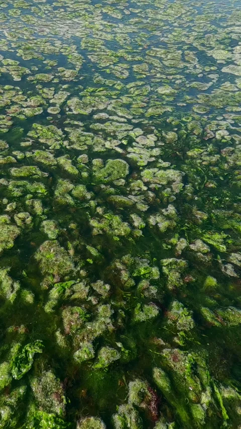 Vertical video, Floating islands of Green algae plucked during a storm floating Stock Footage 312754885