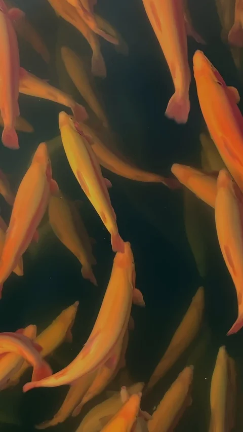 Vertical video. Flock of rainbow trout moving in river water on industrial farm Stock-Footage 123082173