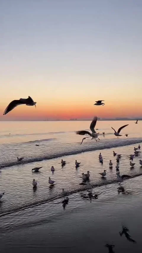 Vertical Video of Flock of Seagulls Flying and Wading on Beach at Sunrise wi Stock Footage 326177015