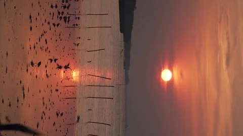 Vertical Video. A flock of seagulls looking for food on the coast at sunrise Stock Footage 119523620