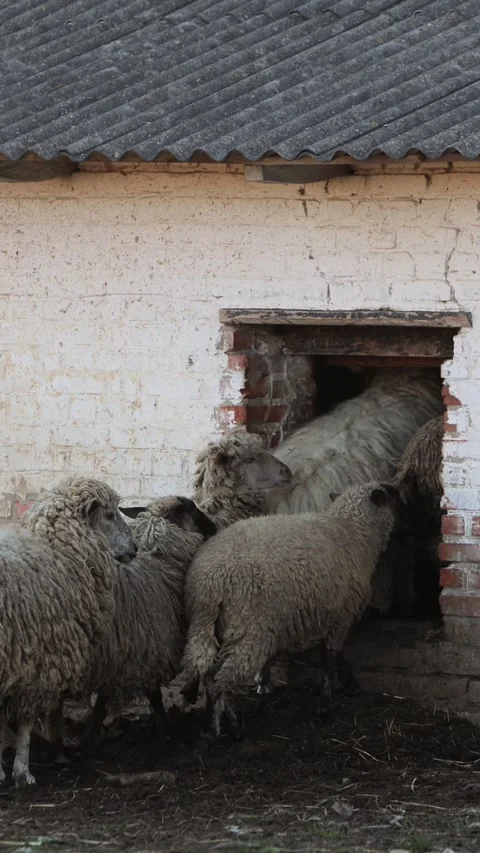 Vertical video. A flock of sheep gathered around the brick barn, eager to push Video stock 289237789