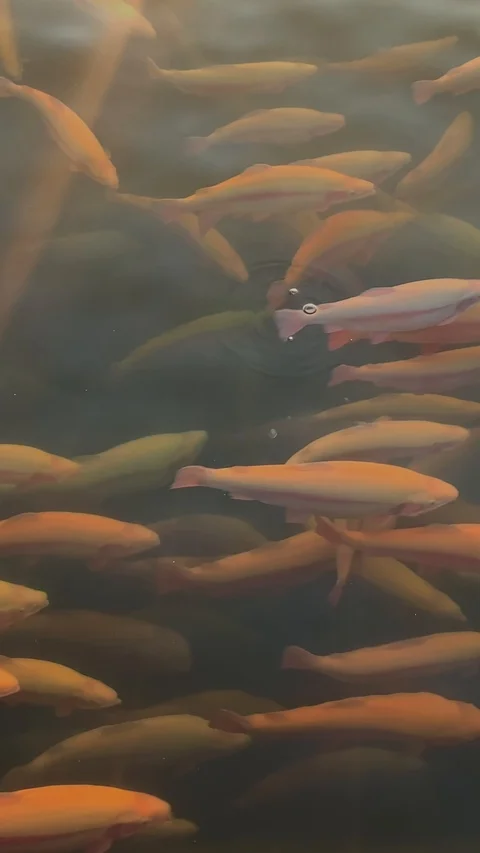 Vertical video. Flocks of orange fish swiming in clear water in fishy farm. Stock Footage 123080192