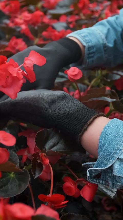 Vertical video Florist arranging flowerpot with red poinsettia in greenhouse. Stock Footage 340201855
