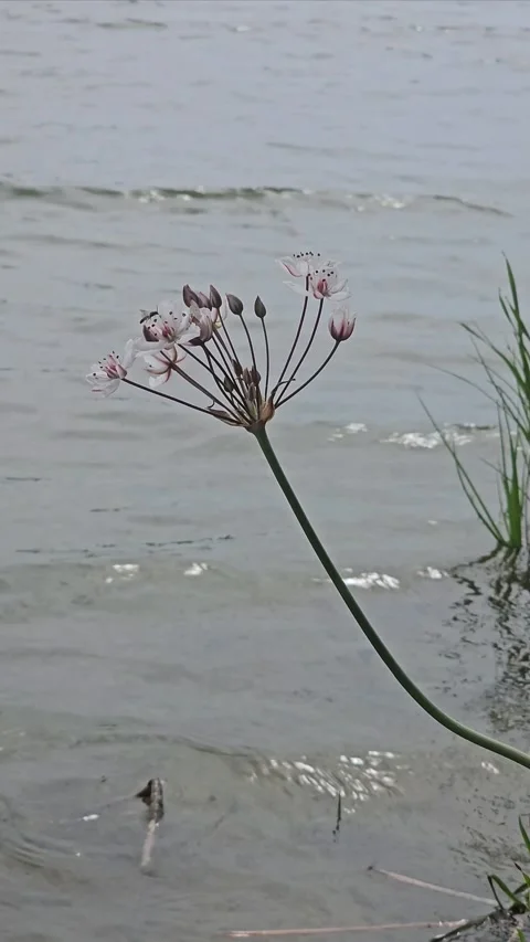 Vertical Video – Flower Swaying in Wind Near River or Lake Stock Footage 330637022