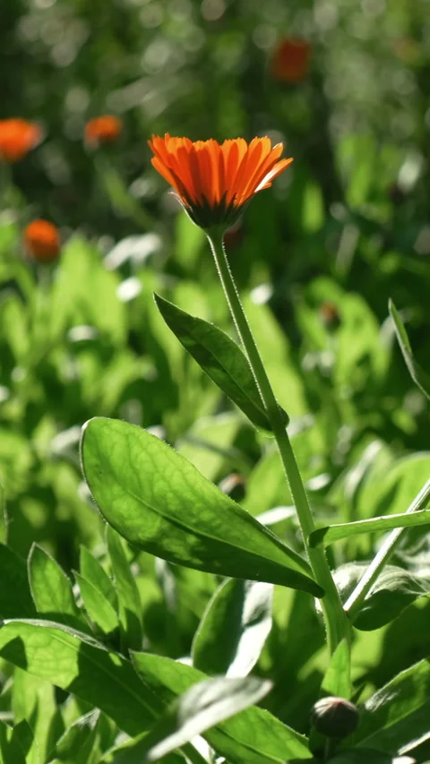 Vertical video. Flowering calendula in summer garden. Flowers in bloom. Stock Footage 340335597