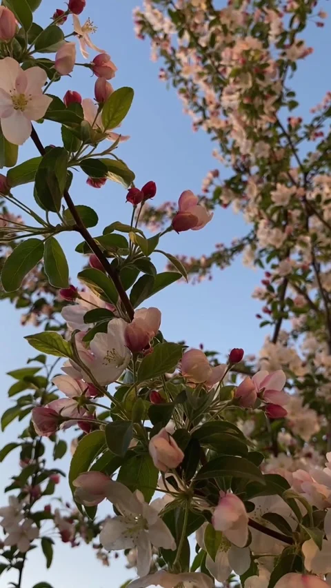 Vertical video of a flowering tree branch against a blue sky background. Stock Footage 275476496