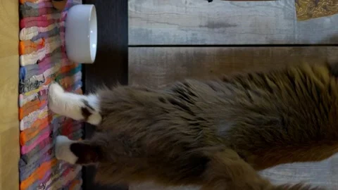Vertical video. Fluffy cat winds around legs asking for food, epitomizing pet Stock Footage 256320603