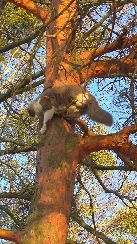 Vertical video of a fluffy grey and white cat climbing and sitting on a thi.. Vídeos de archivo 333790961