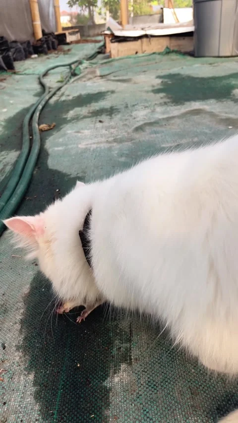 Vertical Video Of A Fluffy White Cat Holding A Caught Mouse In Its Mouth. Video stock 346543040