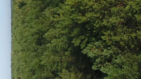 Vertical video. Flying over a coniferous forest on a sunny day. The tops of pine Video stock 258912722