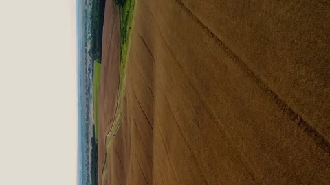Vertical video. Flying over an evening summer field in the hills with ripe rape. Video stock 260469138